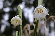 Chlébské