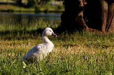 Labuťata