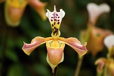 Orchideje Brno
