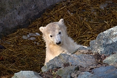 ZOO Brno