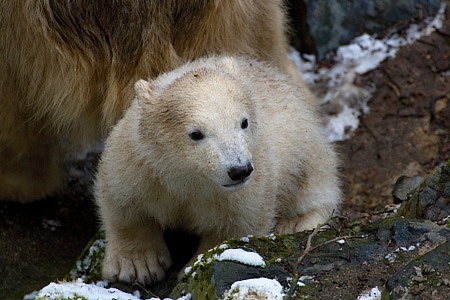ZOO Brno