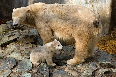 ZOO Brno