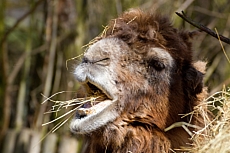 ZOO Brno