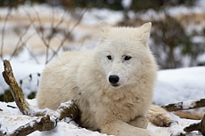 ZOO Brno