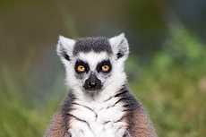 ZOO Brno