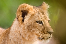 ZOO Brno