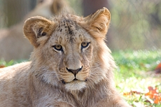 ZOO Brno