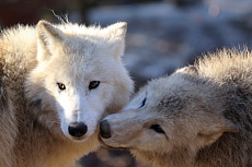 ZOO Brno