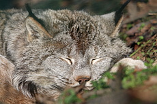 ZOO Brno