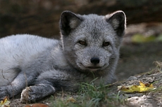 ZOO Brno