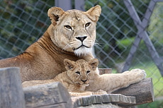 ZOO Dvůr Králové