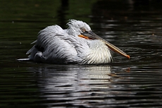 ZOO Praha