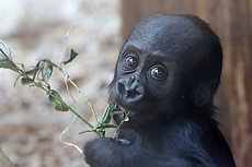 ZOO Praha