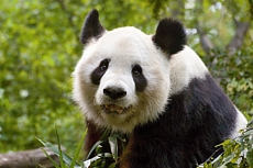 ZOO Vídeň